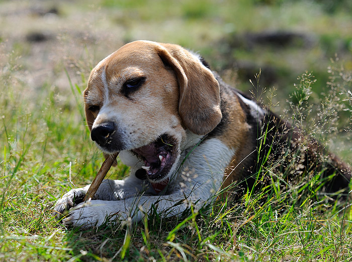 The beagle dog is playing with a stick